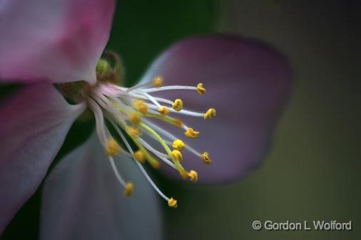 Blossom Closeup_49084.jpg - Photographed near Carleton Place, Ontario, Canada.